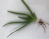 Aloe Vera pup (3-6 inch) Barbadensis medical edible