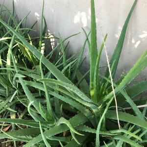 Aloe Vera Plant Pup 3-6 inch Barbadensis Orange Flowering, Medical uses, Edible image 5