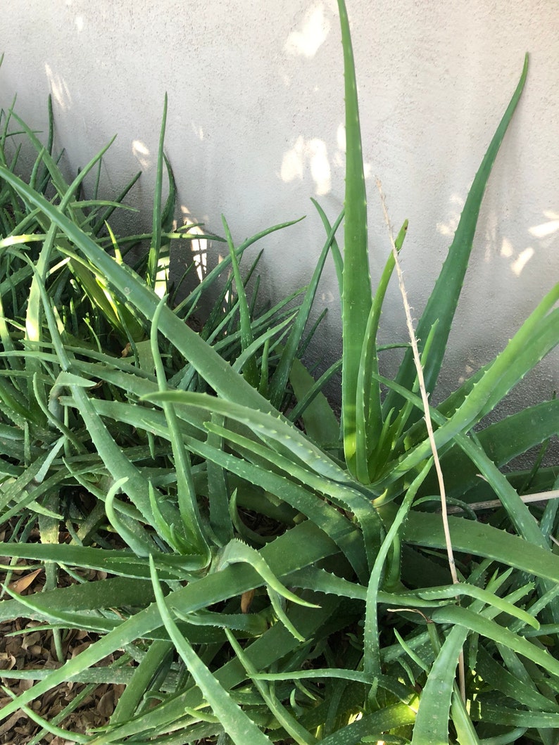 Aloe Vera Plant Pup 3-6 inch Barbadensis Orange Flowering, Medical uses, Edible image 5