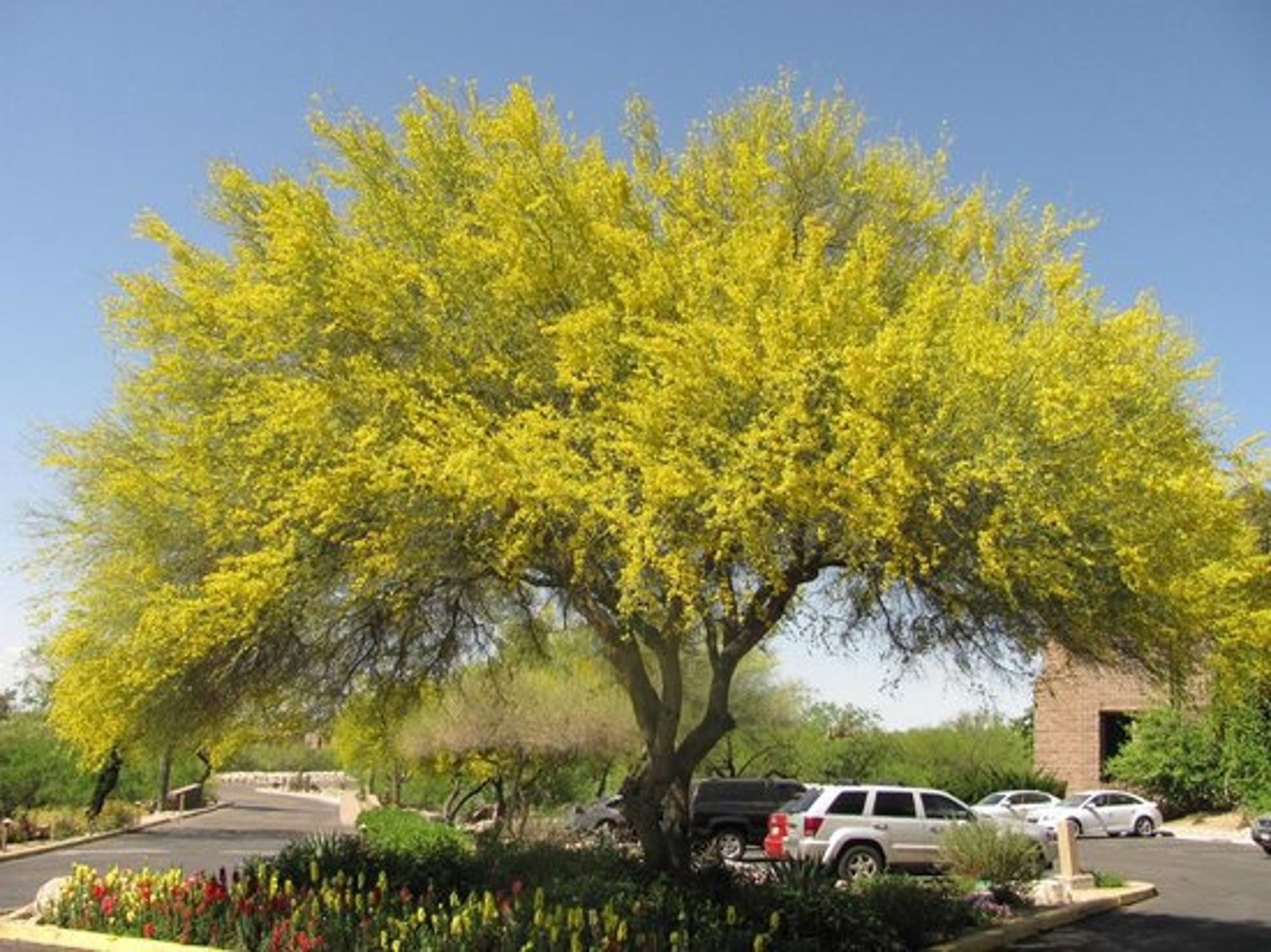 50 Blue Palo Verde parkinsonia Florida Seeds Etsy Australia