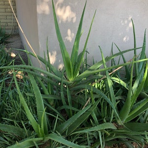 Aloe Vera Plant Pup 3-6 inch Barbadensis Orange Flowering, Medical uses, Edible image 3