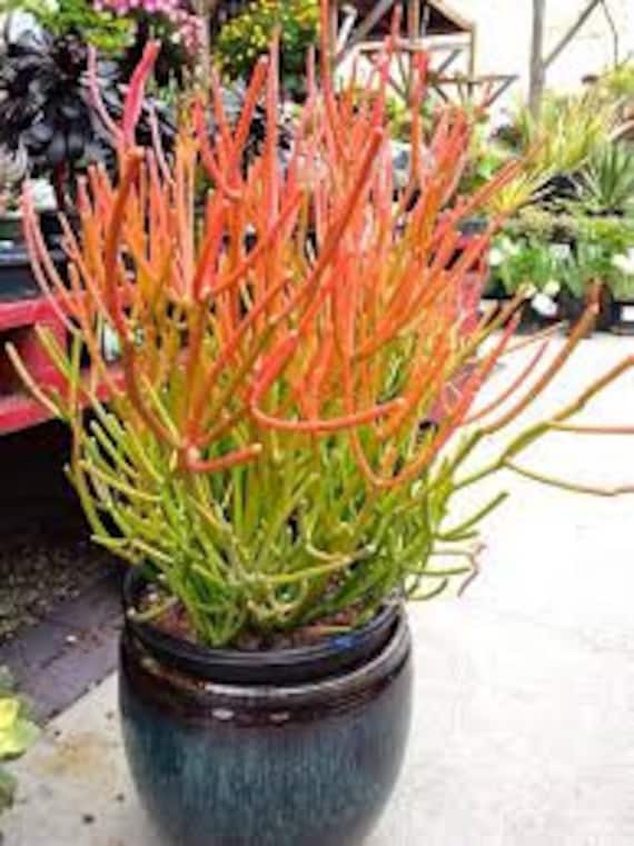 Fire Stick Succulent EUPHORBIA TIRUCALLI 2 Cuttings of a Fire