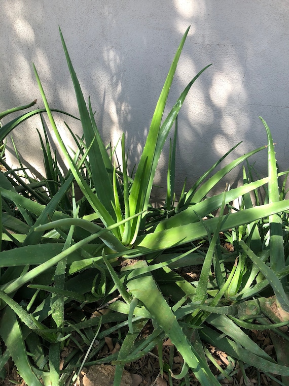 12 Inch Aloe Vera Plant Barbadensis Medical Edible Etsy