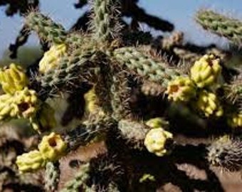 Cain Cholla Stems - 2 Freshly Cut Cain Cactus Cuttings - Also Known as Cylindropuntia Spinsosior