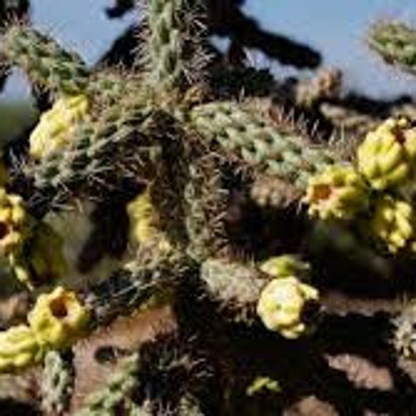 Cain Cholla Stems - 2 Freshly Cut Cain Cactus Cuttings - Also Known as Cylindropuntia Spinsosior