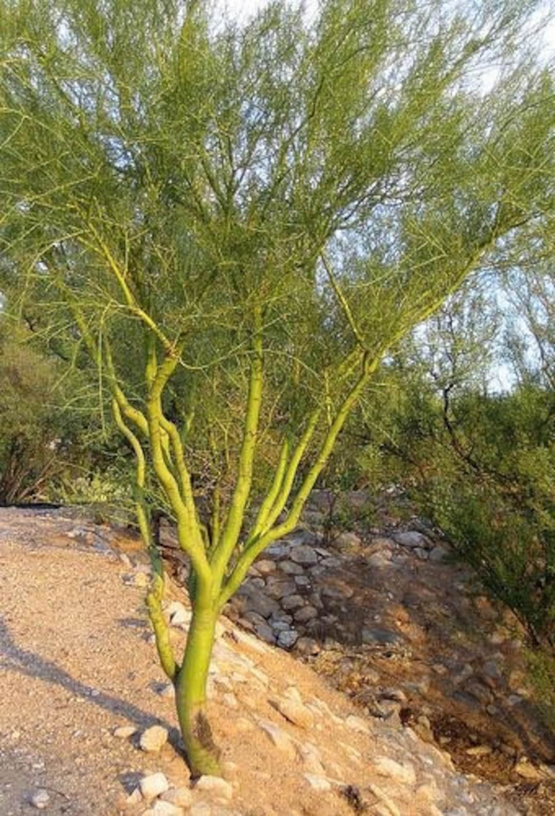 50 Foothill Palo Verde cercidium Microphyllum Seeds Etsy