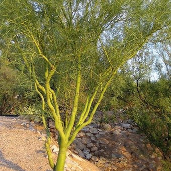 50+ Blue Palo Verde (Parkinsonia Florida) Seeds - Arizona's State Tree - Green Tree Trunk