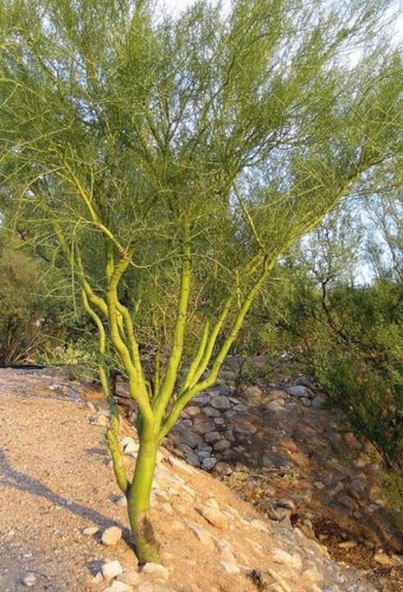 50 Blue Palo Verde parkinsonia Florida Seeds Etsy Australia