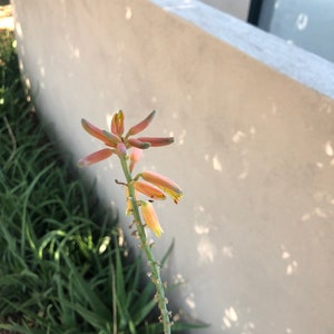 Aloe Vera Plant Pup 3-6 inch Barbadensis Orange Flowering, Medical uses, Edible image 4