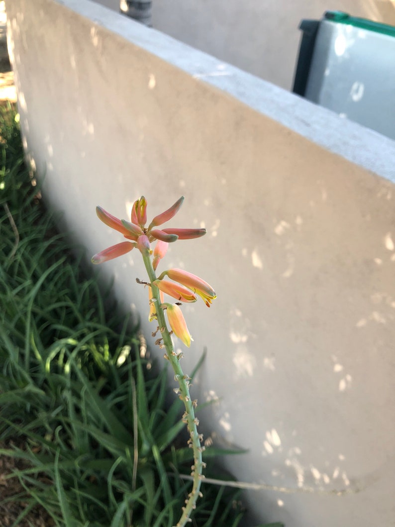 Aloe Vera Plant Pup 3-6 inch Barbadensis Orange Flowering, Medical uses, Edible image 4