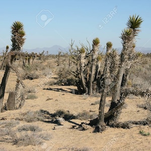 Cactus and Succulent Potting Soil - Sifted, Organic, Sonoran Desert Native Dirt