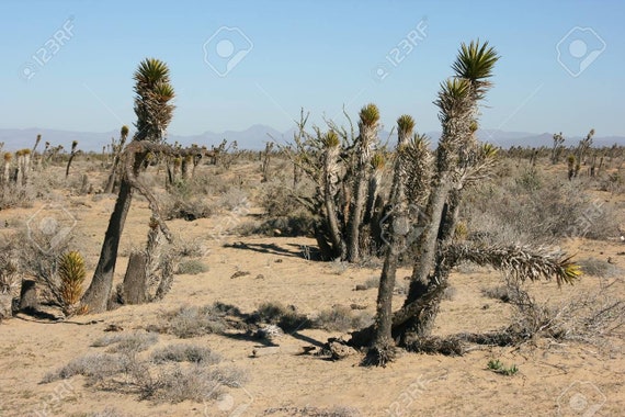 Sonora Desert Imágenes y Fotos - 123RF