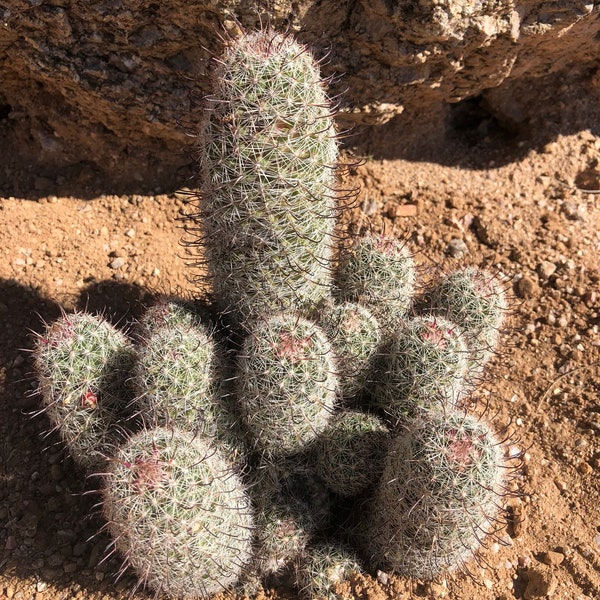 Cactus Pincushion Etsy