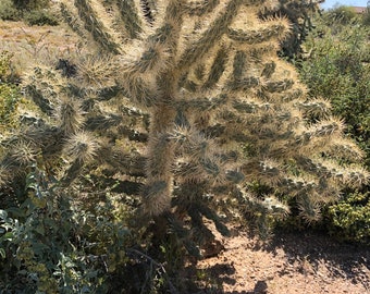 Chain Fruit Cholla Stems - 2 Naturally Fallen Cholla Cactus Cuttings - Also Known as Silver Cholla and Jumping Cactus