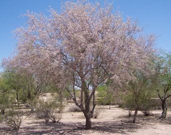 25 Desert Ironwood (Olneya Tesota) Seeds - Extremely Hard Wood Tree Often used for Carving - Purple Flowers