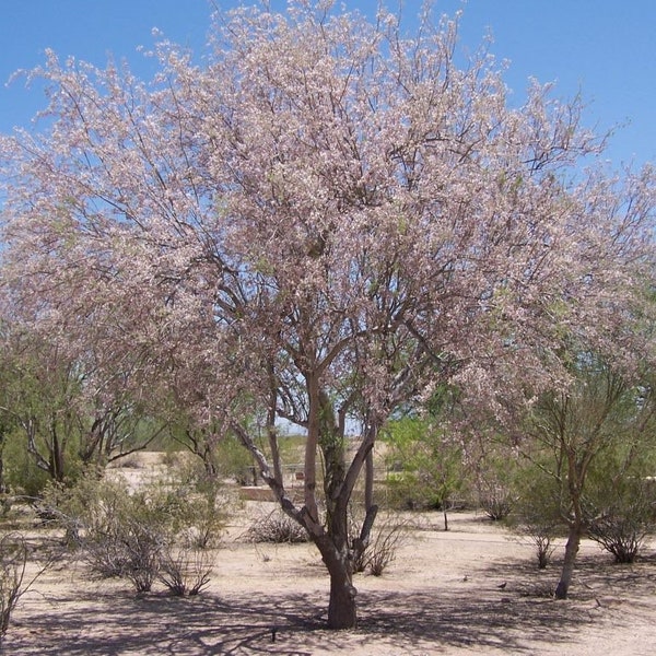 25 graines de bois de fer du désert (Olneya Tesota) - Arbre en bois extrêmement dur souvent utilisé pour la sculpture - Fleurs violettes