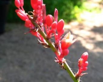 50+ Red Yucca Seeds (Hesperaloe Rarviflora) - Red Flowering Plants for Landscaping and Design - Hummingbird Yucca