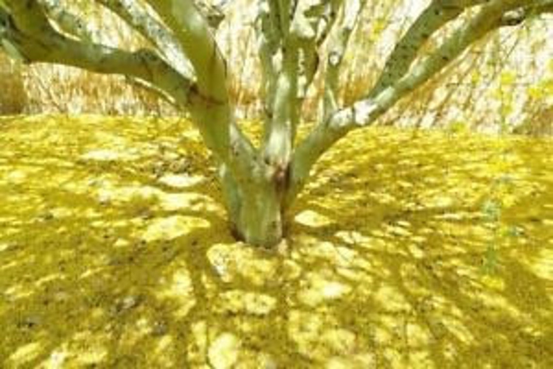 50 Mexican Palo Verde Jerusalem Thorn Seeds parkinsonia Etsy