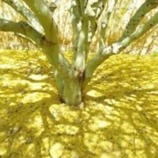 50+ Mexican Palo Verde - Jerusalem Thorn Seeds (Parkinsonia Aculeata)