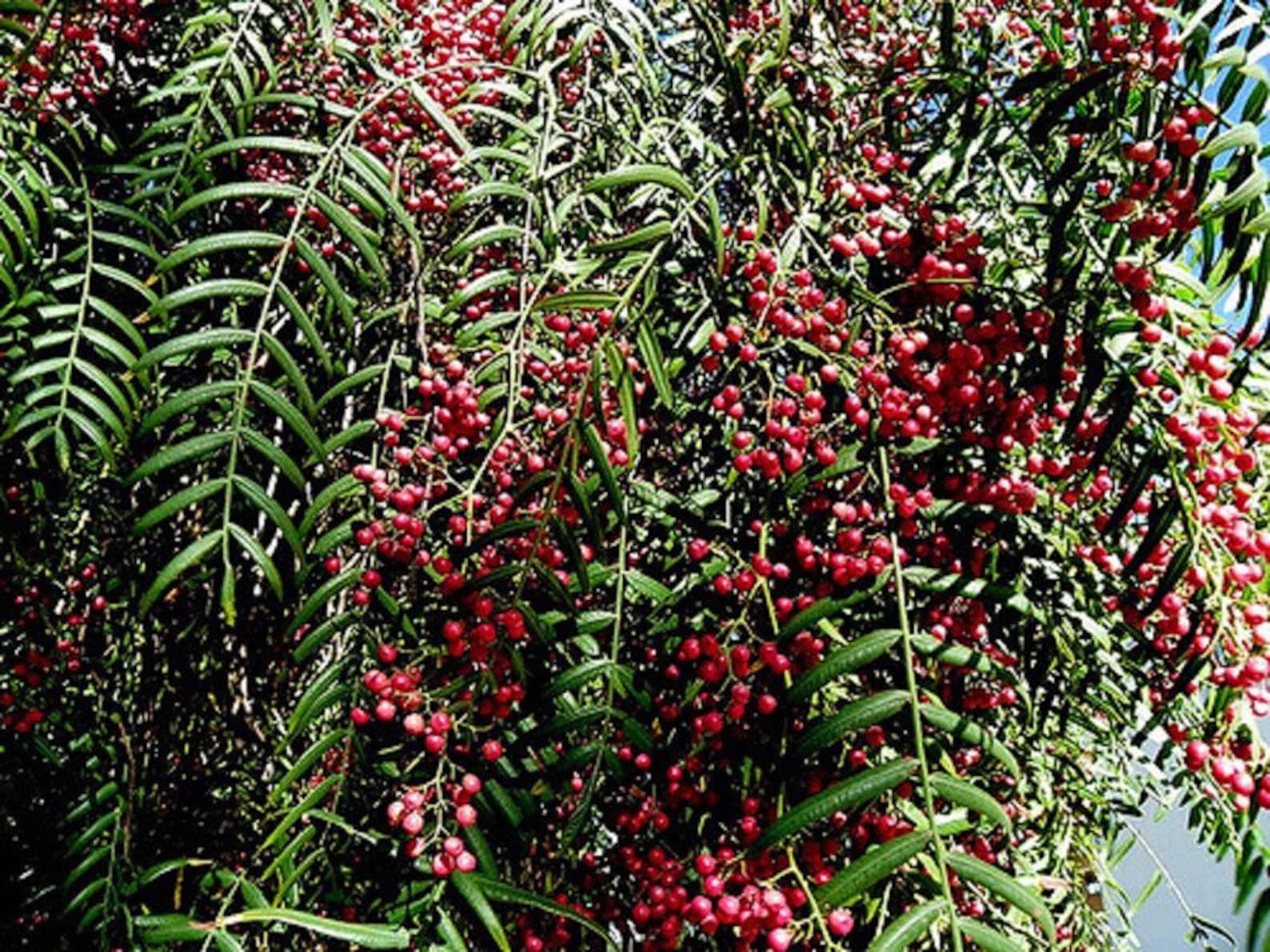 50 California Pepper Tree Seeds schinus Molle Etsy