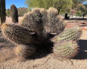 100+ Crested Armed Red Fishhook Barrel Cactus Seeds (Ferocactus wislizen) - Seeds From a Rare Crested Barrel Cactus