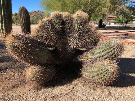 100 Crested Armed Red Fishhook Barrel Cactus Seeds | Etsy