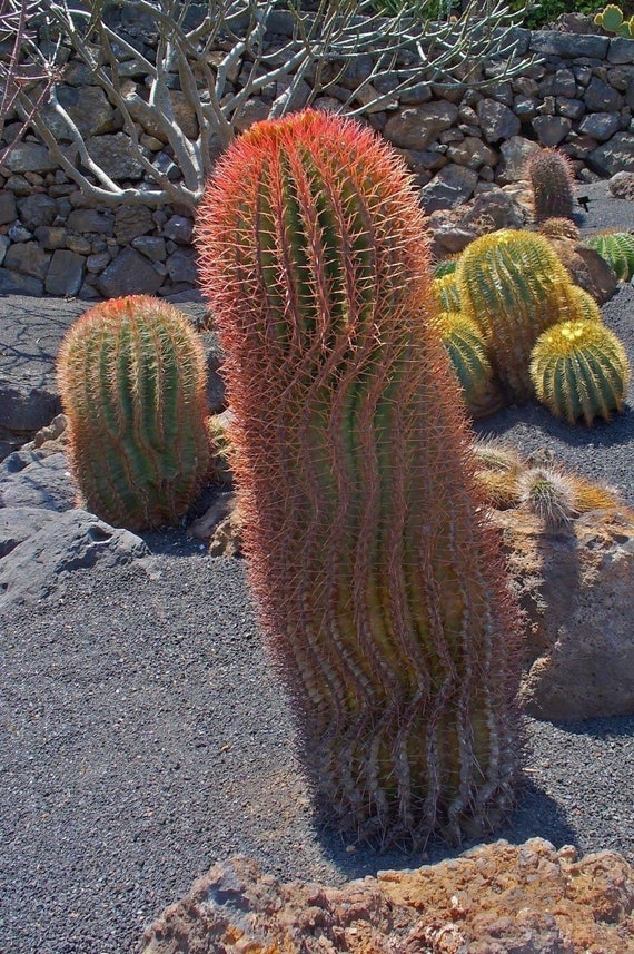 100 Red Fishhook Barrel Cactus Seeds ferocactus Wislizen 