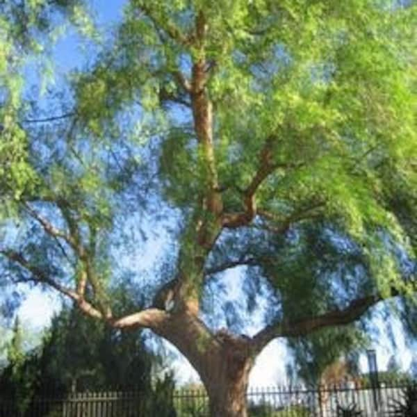 50+ California Pepper Tree Seeds (Schinus Molle)