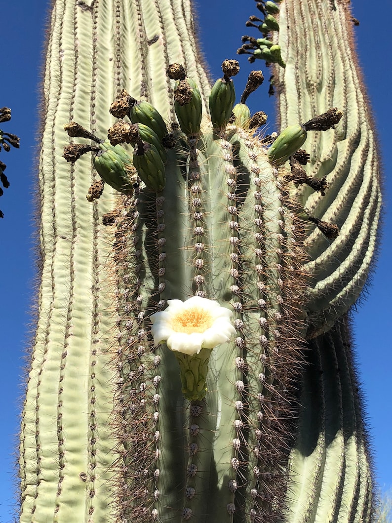 100 Giant Saguaro Cactus Seeds Carnegiea gigantea ...