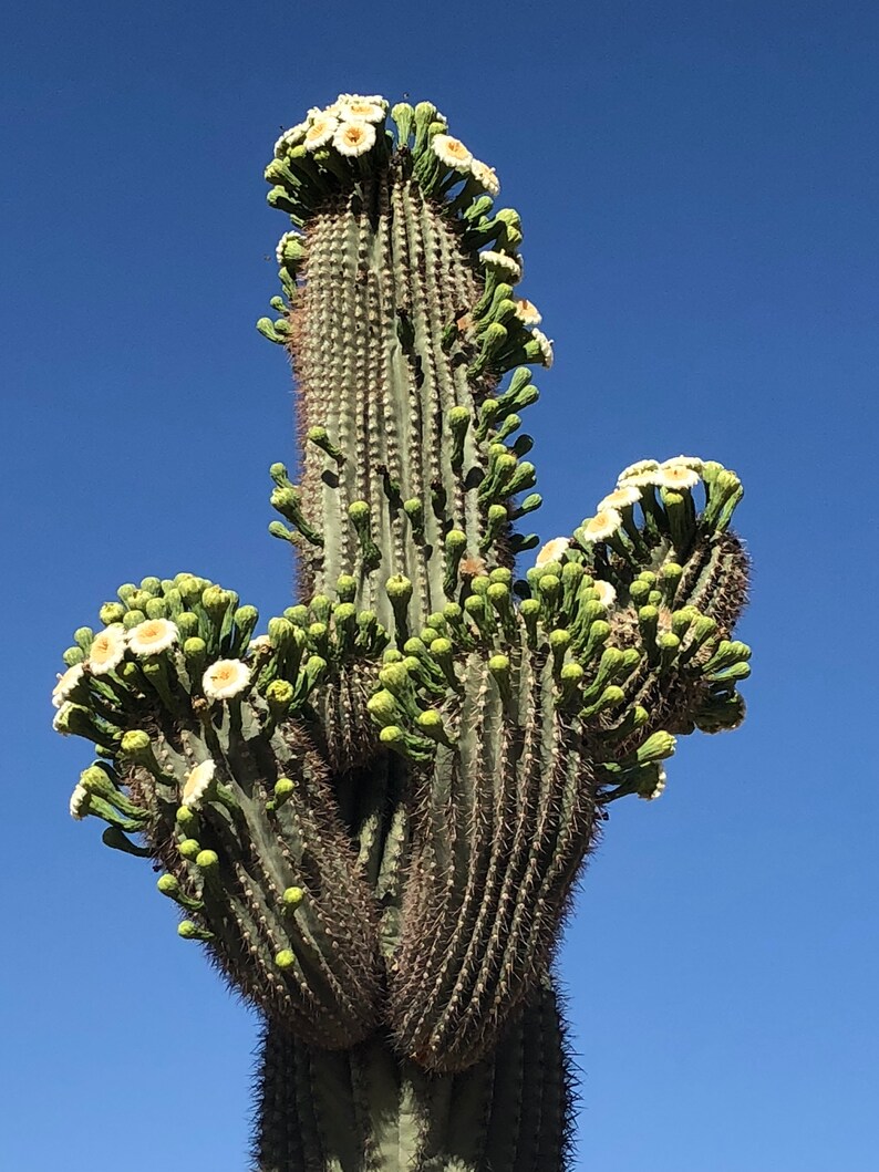 100 Giant Saguaro Cactus Seeds Carnegiea gigantea ...