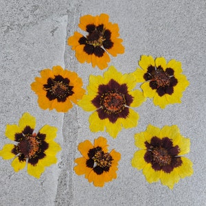 Fleurs pressées 20 pcs, pour travaux manuels, impression écologique, résine, bijoux, journal éphémères, scrapbooking, fournitures pour cartes Coreopsis