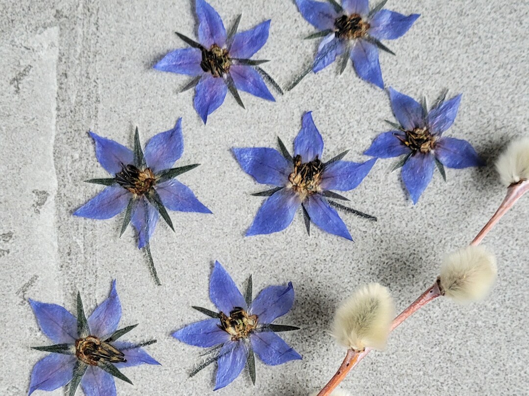 Edible Blue Borage Flowers: Cake Decorating, Cocktail Garnish (20pcs ...
