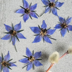 Edible Blue Borage Flowers: Cake Decorating, Cocktail Garnish (20pcs)