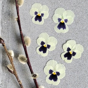 20 fleurs pressées COMESTIBLES pour gâteaux, biscuits, pâtisseries, sucettes DIY, travaux manuels, résine, albums d'art, scrapbooks, fabrication de cartes - White Blotch Viola