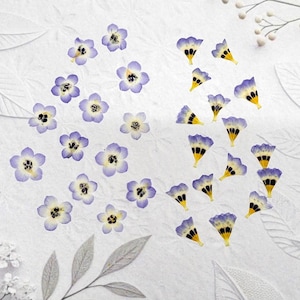 Small Flowers 30pcs: Resin Jewelry, Crafts, Pressed Gilia Birds Eye