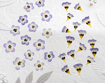 Small Flowers 30pcs: Resin Jewelry, Crafts, Pressed Gilia Birds Eye