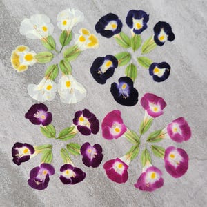 Fleurs COMESTIBLES, 20 pcs, pour gâteaux, biscuits, pâtisserie, travaux manuels, résine, garniture de cocktails, boissons. Fleurs en triangle pressées, couleur au choix