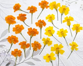 EDIBLE Preserved Marigold Flowers, 20 pcs Large: Cake Topper, Cocktail Garnish, Resin Crafts