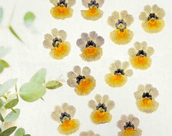 20 pcs Nemesia Pressed Flowers for crafts, resin