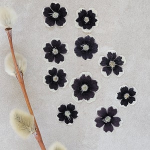 Fleurs séchées pressées, 25 pièces, pour travaux manuels, résine, bijoux, carnet de notes éphémères, scrapbooking, fournitures pour cartes - Nemophila « Black Penny »