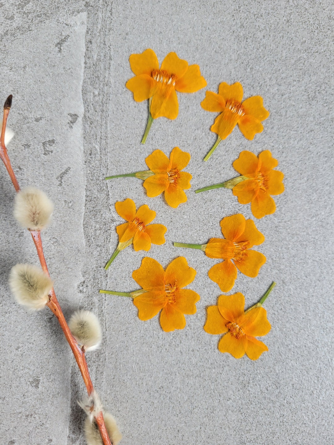 EDIBLE Dried Flowerspressed Marigolds for Baking, Garnish Cakes