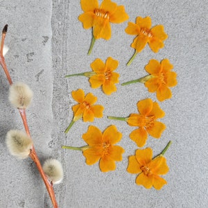 Smaller Edible Pressed Marigolds: Cake & Cocktail Garnish, Crafts - 20pcs