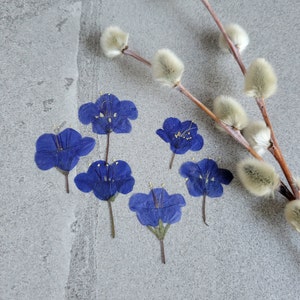 20 fleurs de jacinthes des bois pressées pour travaux manuels, résine, bijoux, journal éphémères, scrapbooking, fabrication de cartes