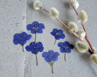 20 pcs Pressed Bluebell Flowers for crafts, resin, jewelry, journal ephemera, scrapbooking, card making