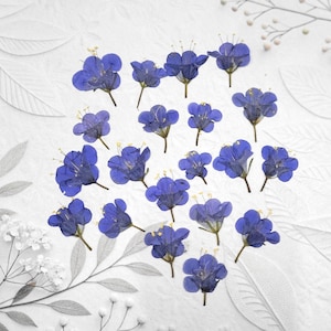 20 pcs Pressed Bluebell Flowers for crafts, resin, jewelry, journal ephemera, scrapbooking, card making