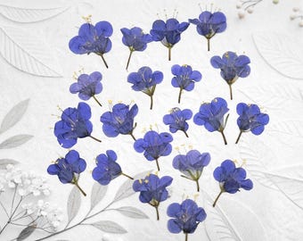 20 pcs Pressed Bluebell Flowers for crafts, resin, jewelry, journal ephemera, scrapbooking, card making