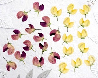 Lupine Pressed flowers small 35pcs: Resin Jewelry, crafts