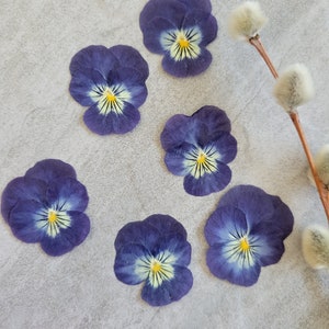 EDIBLE Dried Flowers-Pressed Violas for cakes, cookies, baking, cocktail garnish, crafts, resin, scrapbooking, Choose from 4 Colors - 20 pcs