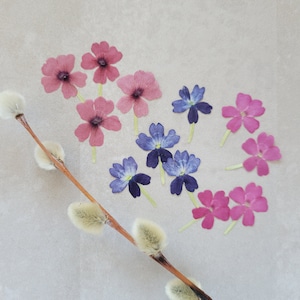 25 fleurs comestibles, verveine pressée pour décorer des gâteaux, des sucettes, des garnitures de cocktails, des travaux manuels, des bijoux, un journal, un album, des travaux manuels