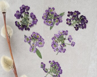 Edible Pressed Alyssum Flowers 20pcs Cocktail & Cake Garnish, Scrapbook Supply